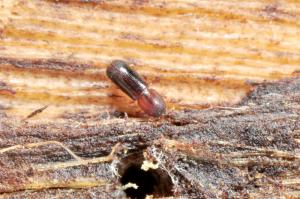 Planiculus bicolor (Blandford, 1894) 兩色寬緣小蠹