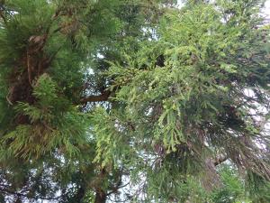 <a href="https://taieol.tw/muse/digi_object/00b2b8359edc7f7b3d0e739fbaa1e920" target="_blank">柳杉／By：bunnytailgrass／iNaturalist</a>