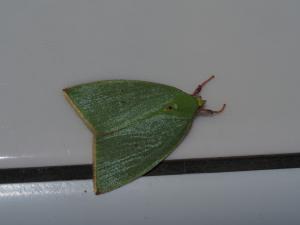 <a href="https://taieol.tw/muse/digi_object/e00b2d5f7625b272005fc87f6a2a09dc" target="_blank">綠角翅夜蛾／By：max822／iNaturalist</a>