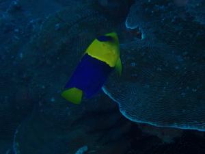 <a href="https://taieol.tw/muse/digi_object/cd460838a148b96d370deba700fa0578" target="_blank">二色刺尻魚／By：lanny753／iNaturalist</a>