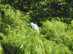<a href="https://taieol.tw/muse/digi_object/ebf8e005dbb83a0fde48b7fb511ed2cb" target="_blank">黃頭鷺／By：penlock／iNaturalist</a>