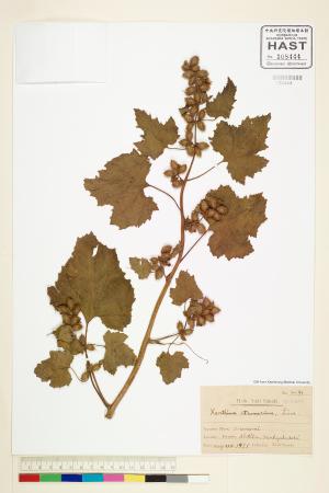 <a href="https://brmas.openmuseum.tw/muse/digi_object/7d30b36685706f9dd4b7ea4a3788a1ba" target="_blank">蒼耳(羊帶來)／中央研究院生物多樣性研究博物館植物標本館 (HAST)</a>
