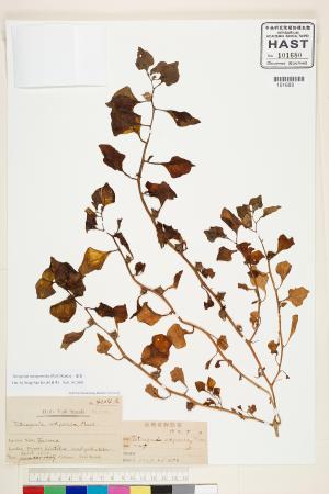 <a href="https://brmas.openmuseum.tw/muse/digi_object/7d55a8e701a46596c3dc511a64ea77b4" target="_blank">番杏／中央研究院生物多樣性研究博物館植物標本館 (HAST)</a>