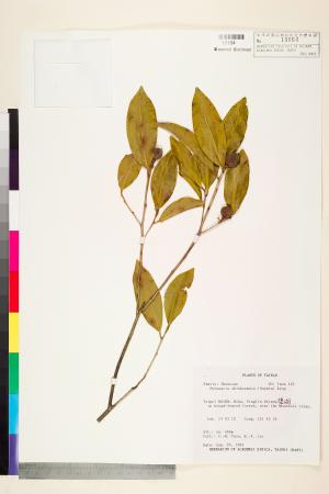 <a href="https://brmas.openmuseum.tw/muse/digi_object/7d6096586e3619f42c6054317b15b8fd" target="_blank">烏皮茶／中央研究院生物多樣性研究博物館植物標本館 (HAST)</a>
