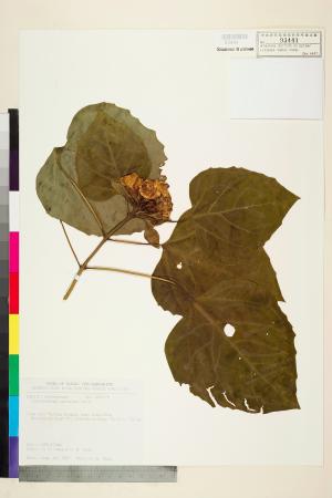 <a href="https://brmas.openmuseum.tw/muse/digi_object/7d6e1d23e9a403948555f2a972af9d3e" target="_blank">白毛臭牡丹／中央研究院生物多樣性研究博物館植物標本館 (HAST)</a>