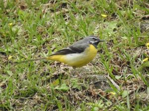 <a href="https://taieol.tw/muse/digi_object/c5bd98826bb37f105a28d5272fcd0bdd" target="_blank">灰鶺鴒／By：jungpiwu／iNaturalist</a>