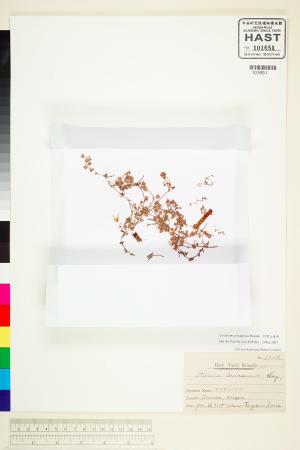 <a href="https://brmas.openmuseum.tw/muse/digi_object/7d879a9cbd37630f2a37812f6e6dc788" target="_blank">阿里山卷耳／中央研究院生物多樣性研究博物館植物標本館 (HAST)</a>