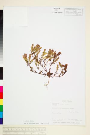 <a href="https://brmas.openmuseum.tw/muse/digi_object/7d88e42497e0968dbbf166300326ba1a" target="_blank">玉山龍膽／中央研究院生物多樣性研究博物館植物標本館 (HAST)</a>