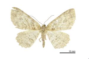 Paradarisa hehuana_female_Xicun_9-II-2019_CHMa_15