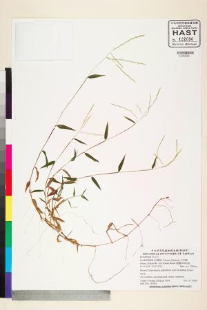 <a href="https://brmas.openmuseum.tw/muse/digi_object/7da4a6189d4f16ac26405231efeacb9e" target="_blank">竹葉茅／中央研究院生物多樣性研究博物館植物標本館 (HAST)</a>