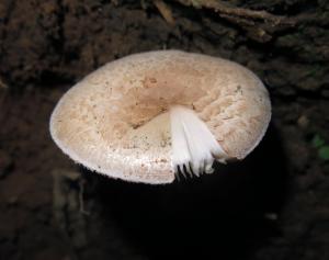 <a href="https://taieol.tw/muse/digi_object/56fb65b505b5a3e8549fcc7dc92d77a7" target="_blank">Amanita／By：陳雅芬／蕈哥菇妹園地(The Forum of Fungi)</a>
