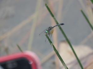 <a href="https://taieol.tw/muse/digi_object/446acbb21b25ac04e553d313c047b16f" target="_blank">漆黑蜻蜓／By：stevenson1002／iNaturalist</a>