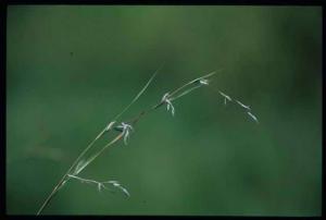 <a href="https://taieol.tw/muse/digi_object/2f1fb5ab62ebd8e0cd18704e72cceb50" target="_blank">水蔗草／By：陳添財／東華大學校園生物網</a>