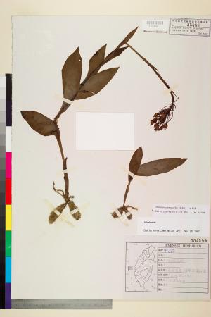 <a href="https://brmas.openmuseum.tw/muse/digi_object/7dd72a1fe0691a8a866018dcd56b6440" target="_blank">白鳳蘭／中央研究院生物多樣性研究博物館植物標本館 (HAST)</a>