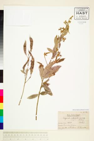 <a href="https://brmas.openmuseum.tw/muse/digi_object/7de9169d0ee6d0c14203d432a6a77fb4" target="_blank">木豆／中央研究院生物多樣性研究博物館植物標本館 (HAST)</a>