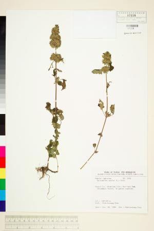 <a href="https://brmas.openmuseum.tw/muse/digi_object/7e01216162f8f4f884ab6a8ffd7c6327" target="_blank">金劍草(魚針草)／中央研究院生物多樣性研究博物館植物標本館 (HAST)</a>