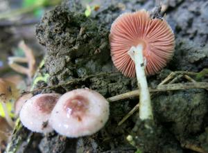 Agaricus dulcidulus(紫檀木色蘑菇)