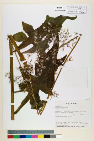 <a href="https://brmas.openmuseum.tw/muse/digi_object/7e15d93b91ccfab055e4399e77750490" target="_blank">山苦蕒／中央研究院生物多樣性研究博物館植物標本館 (HAST)</a>