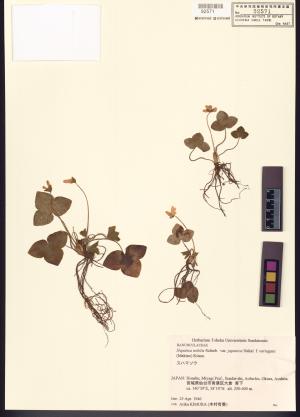 <a href="https://brmas.openmuseum.tw/muse/digi_object/7e2a82d02f3aa02854686d05c1598c92" target="_blank">Hepatica／中央研究院生物多樣性研究博物館植物標本館 (HAST)</a>
