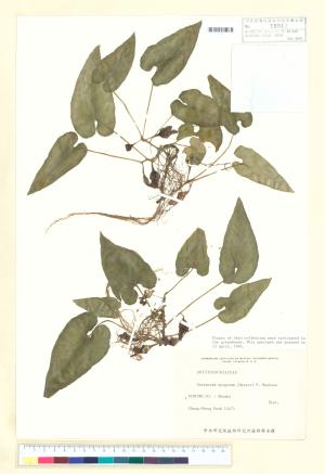 <a href="https://brmas.openmuseum.tw/muse/digi_object/7e2d08ca17b98d48c6cab049964c34ed" target="_blank">上花細辛／中央研究院生物多樣性研究博物館植物標本館 (HAST)</a>