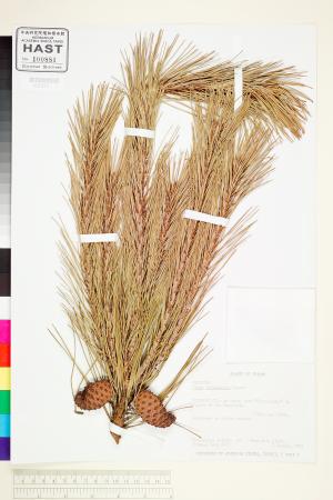<a href="https://brmas.openmuseum.tw/muse/digi_object/7e3d9d3f24aa045d5ac303fc7307366c" target="_blank">台灣二葉松／中央研究院生物多樣性研究博物館植物標本館 (HAST)</a>