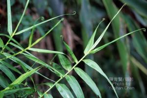 <a href="https://taieol.tw/muse/digi_object/e3769ce0f074a516b203390e0c52d211" target="_blank">印度鞭藤／By：陳育賢／臺灣物種名錄(TaiCOL)</a>