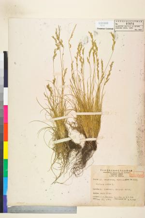 <a href="https://brmas.openmuseum.tw/muse/digi_object/7e6a960cf9bc87842e102f874f951ca1" target="_blank">羊茅／中央研究院生物多樣性研究博物館植物標本館 (HAST)</a>