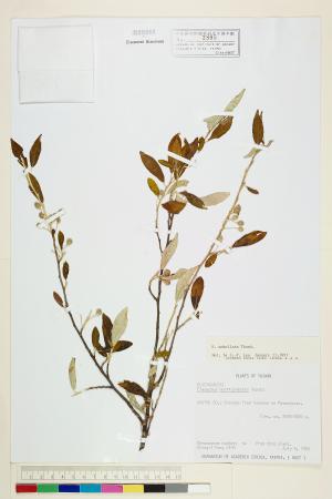 <a href="https://brmas.openmuseum.tw/muse/digi_object/7e6f60011ff4050da32e9aa6be75fe15" target="_blank">小葉胡頹子／中央研究院生物多樣性研究博物館植物標本館 (HAST)</a>