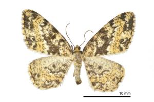 Monocerotesa conjuncta_female_Guanwu_17-VI-2015_SWu_MOwada_127_2400