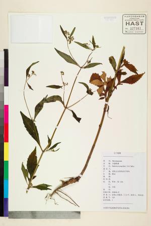 <a href="https://brmas.openmuseum.tw/muse/digi_object/7e7b5b5e162c476986853d65a3e9a59d" target="_blank">少蕊敗醬／中央研究院生物多樣性研究博物館植物標本館 (HAST)</a>
