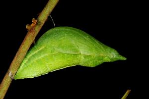 20090918_347290_Papilio hermosanus_p.jpg