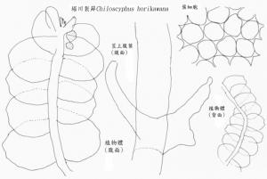 堀川裂蘚