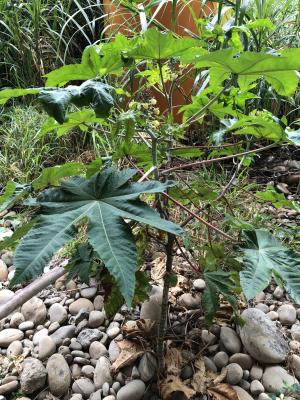 <a href="https://taieol.tw/muse/digi_object/dcfc3a241d6bc77cb737a3687c0aa595" target="_blank">蓖麻／By：equation／iNaturalist</a>