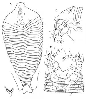 Apodiptacus taipingshansus Wang & Huang, 2011 (♀). A, Dorsal  view; B, Legs and genital region, ventral view; C, Anterior area,  lateral view; D, Empodium. (A, B, C = 50 μm; D = 25μm)