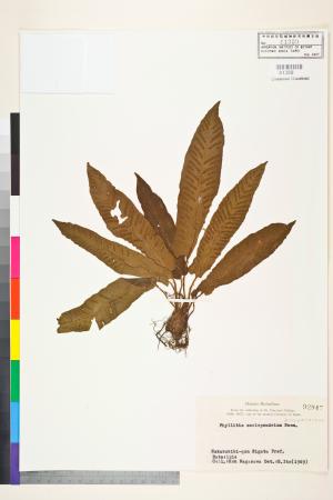 <a href="https://brmas.openmuseum.tw/muse/digi_object/7ecc3bcfa3baa41147612b9d9ea654a1" target="_blank">Phyllitis／中央研究院生物多樣性研究博物館植物標本館 (HAST)</a>