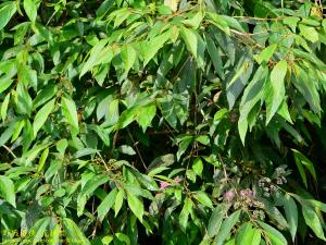 <a href="https://taieol.tw/muse/digi_object/f783105bd06d887bb1f3dce92cc6158b" target="_blank">杜虹花／By：kinmatsu／iNaturalist</a>