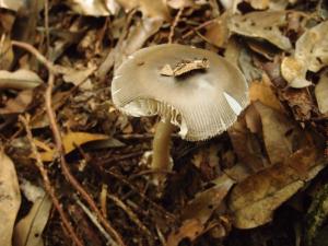 Amanita sp.1(暗圈鵝膏)