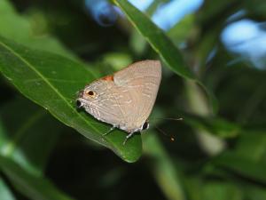 <a href="https://taieol.tw/muse/digi_object/9f6cb9ee521061864a8d117cab179719" target="_blank">Deudorix epijarbas／By：max822／iNaturalist</a>