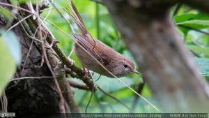 <a href="https://taieol.tw/muse/digi_object/4f30ca06ee3e2c8ec1761ef18d9db184" target="_blank">小鶯／By：lin-sun-fong／iNaturalist</a>