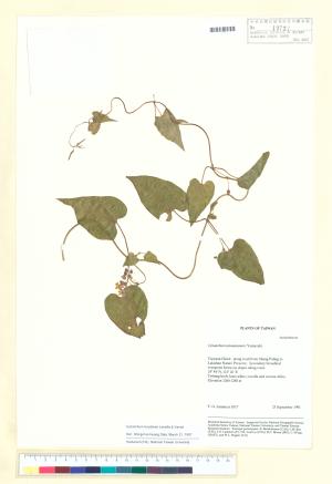 <a href="https://brmas.openmuseum.tw/muse/digi_object/7f08c6e38bf4f022306a0efb1154b131" target="_blank">薄葉牛皮消／中央研究院生物多樣性研究博物館植物標本館 (HAST)</a>