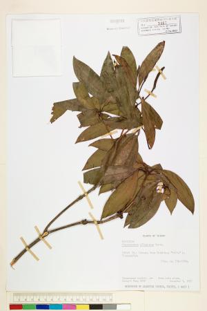 <a href="https://brmas.openmuseum.tw/muse/digi_object/7f2bcc706a6ea624072adae511d082f7" target="_blank">西施花(青紫木)／中央研究院生物多樣性研究博物館植物標本館 (HAST)</a>