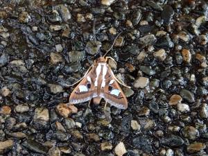 <a href="https://taieol.tw/muse/digi_object/2a04877bd9b5a4e13b9af647fa64c7a9" target="_blank">Glyphodes bivitralis／By：chonhang／iNaturalist</a>