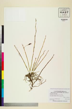 <a href="https://brmas.openmuseum.tw/muse/digi_object/7f2c9eecef0cd1809723899119621851" target="_blank">石斛／中央研究院生物多樣性研究博物館植物標本館 (HAST)</a>