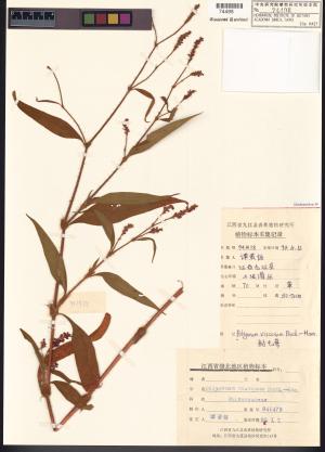 <a href="https://brmas.openmuseum.tw/muse/digi_object/7f32e85b82ea0d1a9b985a4ee0dc8dfc" target="_blank">香蓼(黏毛蓼)／中央研究院生物多樣性研究博物館植物標本館 (HAST)</a>