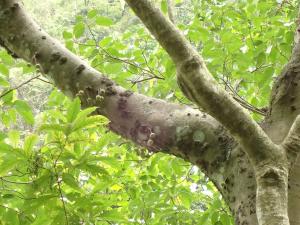 <a href="https://taieol.tw/muse/digi_object/cb84bf32b3ed6f7dfb491e95d04f480b" target="_blank">幹花榕／By：orionhuang／iNaturalist</a>