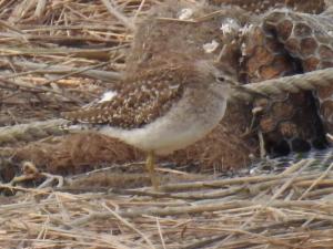 <a href="https://taieol.tw/muse/digi_object/f4d6ffc4e628d8f24315de2bf721ad71" target="_blank">鷹斑鷸／By：wanyitung／iNaturalist</a>