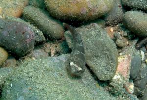 <a href="https://fishdb.sinica.edu.tw/muse/digi_object/03a115aa40330a8d92d65a0b87668fe2" target="_blank">Conidens laticephalus@fishdb-media-12885／蔡正一</a>