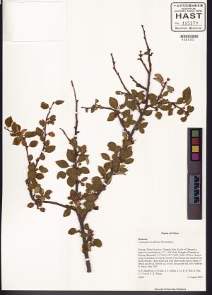<a href="https://brmas.openmuseum.tw/muse/digi_object/7f4d9b65827fbeff70e16de678265d60" target="_blank">舖地蜈蚣屬／中央研究院生物多樣性研究博物館植物標本館 (HAST)</a>