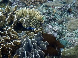 <a href="https://taieol.tw/muse/digi_object/9023415e35fe5e13ade39170e9524fa5" target="_blank">裂唇魚／By：langzi／iNaturalist</a>