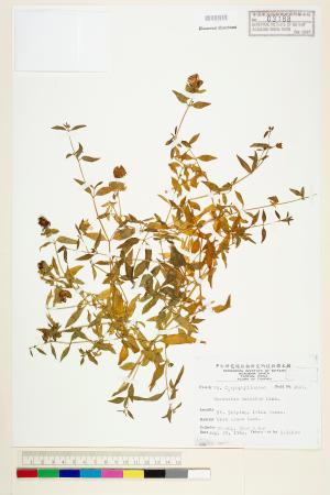 <a href="https://brmas.openmuseum.tw/muse/digi_object/7f5e68a5f869a4aa33525c582d1e24e3" target="_blank">狗筋蔓／中央研究院生物多樣性研究博物館植物標本館 (HAST)</a>
